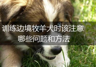 训练边境牧羊犬时该注意哪些问题和方法