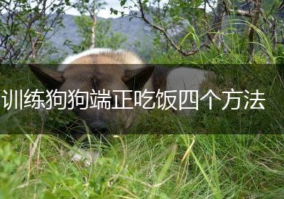 训练狗狗端正吃饭四个方法
