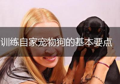 训练自家宠物狗的基本要点