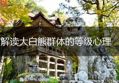 解读大白熊群体的等级心理