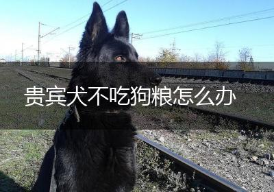 贵宾犬不吃狗粮怎么办