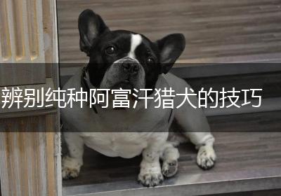 辨别纯种阿富汗猎犬的技巧