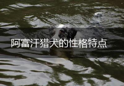 阿富汗猎犬的性格特点