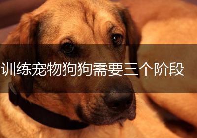 训练宠物狗狗需要三个阶段