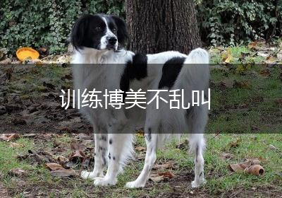 训练博美不乱叫
