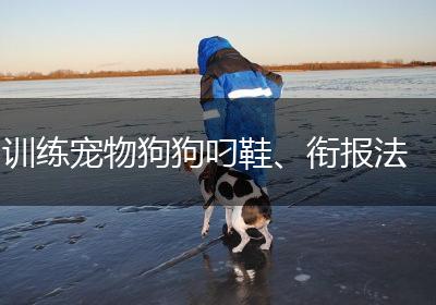 训练宠物狗狗叼鞋、衔报法