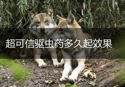 超可信驱虫药多久起效果