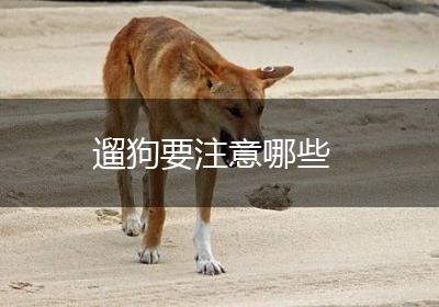 遛狗要注意哪些