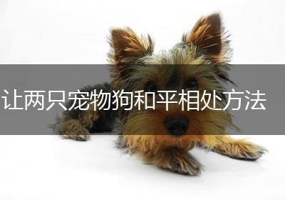 让两只宠物狗和平相处方法