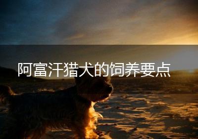 阿富汗猎犬的饲养要点