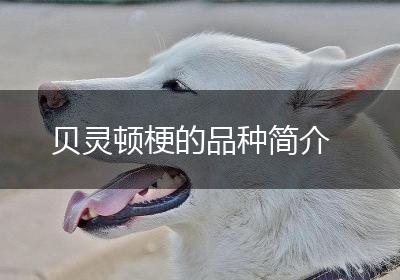 贝灵顿梗的品种简介