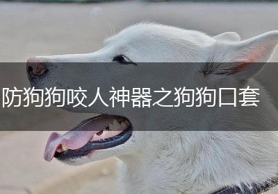 防狗狗咬人神器之狗狗口套