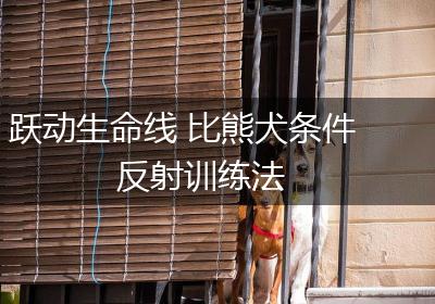 跃动生命线 比熊犬条件反射训练法