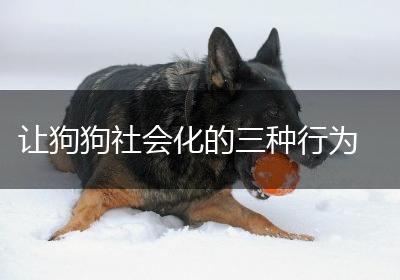 让狗狗社会化的三种行为