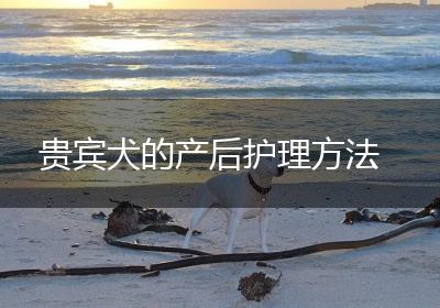 贵宾犬的产后护理方法