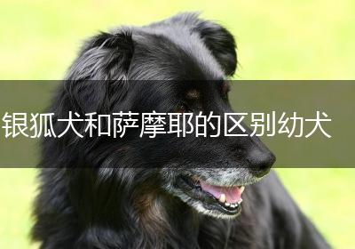 银狐犬和萨摩耶的区别幼犬