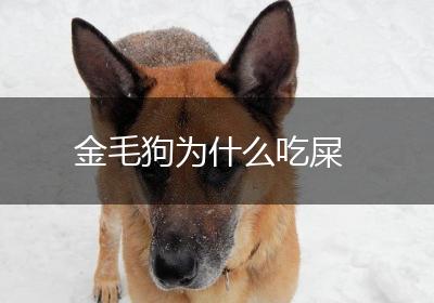 金毛狗为什么吃屎