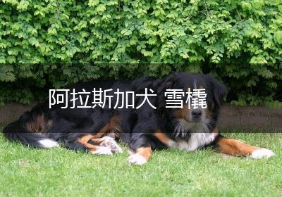 阿拉斯加犬 雪橇