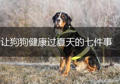 让狗狗健康过夏天的七件事