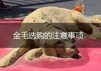 金毛选购的注意事项