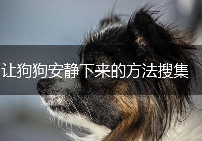 让狗狗安静下来的方法搜集