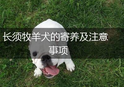 长须牧羊犬的寄养及注意事项