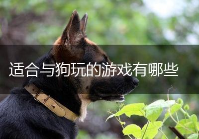 适合与狗玩的游戏有哪些