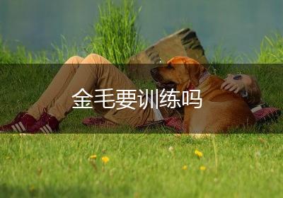 金毛要训练吗