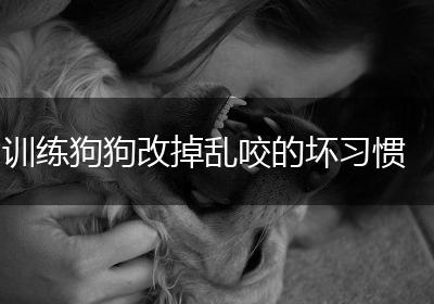 训练狗狗改掉乱咬的坏习惯