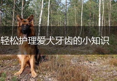 轻松护理爱犬牙齿的小知识