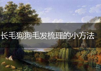 长毛狗狗毛发梳理的小方法