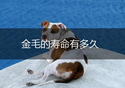 金毛的寿命有多久
