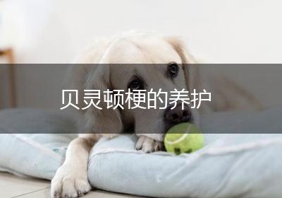 贝灵顿梗的养护