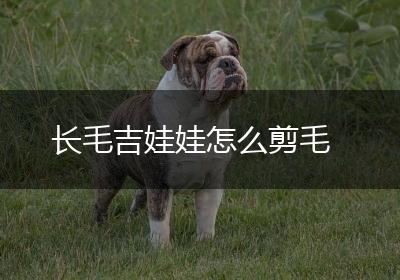 长毛吉娃娃怎么剪毛