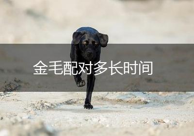 金毛配对多长时间