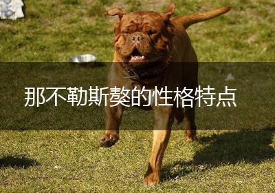 那不勒斯獒的性格特点