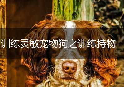 训练灵敏宠物狗之训练持物