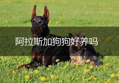 阿拉斯加狗狗好养吗