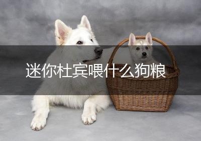 迷你杜宾喂什么狗粮