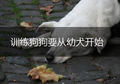 训练狗狗要从幼犬开始