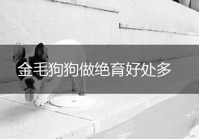 金毛狗狗做绝育好处多