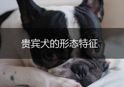 贵宾犬的形态特征