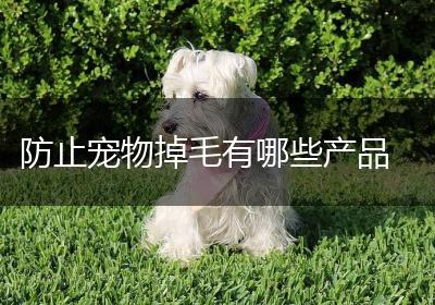 防止宠物掉毛有哪些产品