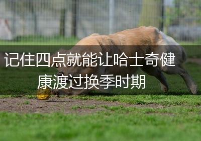 记住四点就能让哈士奇健康渡过换季时期