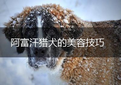 阿富汗猎犬的美容技巧