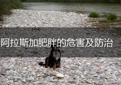 阿拉斯加肥胖的危害及防治