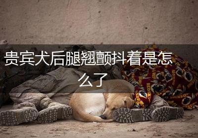 贵宾犬后腿翘颤抖着是怎么了