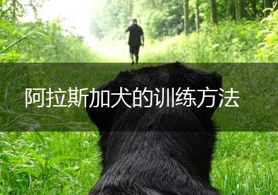 阿拉斯加犬的训练方法