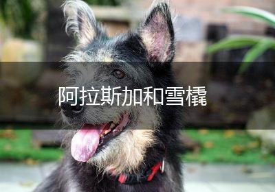 阿拉斯加和雪橇