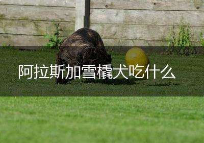 阿拉斯加雪橇犬吃什么